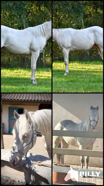 Cremello QH Nachwuchshengst mit guter Abstammung, Kerstin Rehbehn (Pferdemarketing Ost), Konie na sprzedaż, Nienburg, Image 8