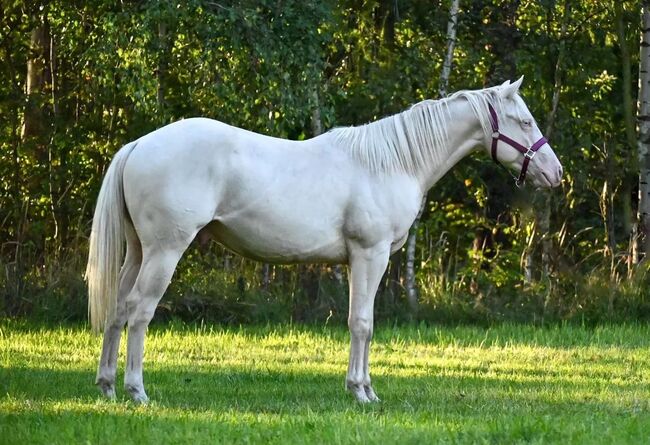 Cremello QH Nachwuchshengst mit guter Abstammung, Kerstin Rehbehn (Pferdemarketing Ost), Pferd kaufen, Nienburg