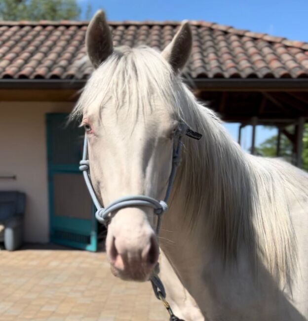 Cremello QH Nachwuchshengst mit guter Abstammung, Kerstin Rehbehn (Pferdemarketing Ost), Pferd kaufen, Nienburg, Abbildung 5