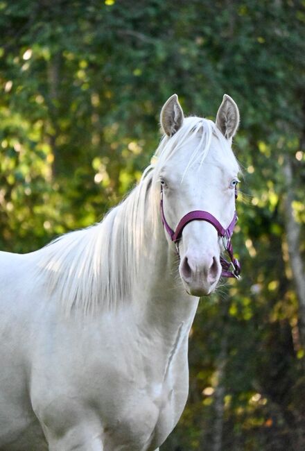 Cremello QH Nachwuchshengst mit guter Abstammung, Kerstin Rehbehn (Pferdemarketing Ost), Pferd kaufen, Nienburg, Abbildung 7