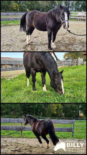 Criollo pocco, Doris, Horses For Sale, Andorf, Image 4