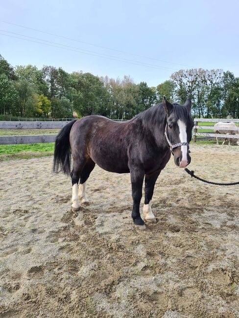 Criollo pocco, Doris, Horses For Sale, Andorf