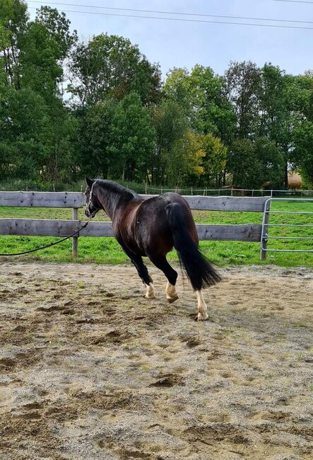 Criollo pocco, Doris, Horses For Sale, Andorf, Image 3