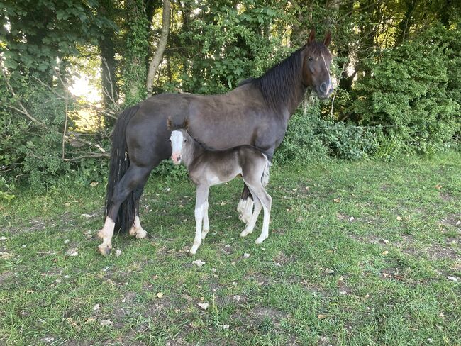 Criollo broodmare, Fiona Shaw, Konie na sprzedaż, Dorchester , Image 2