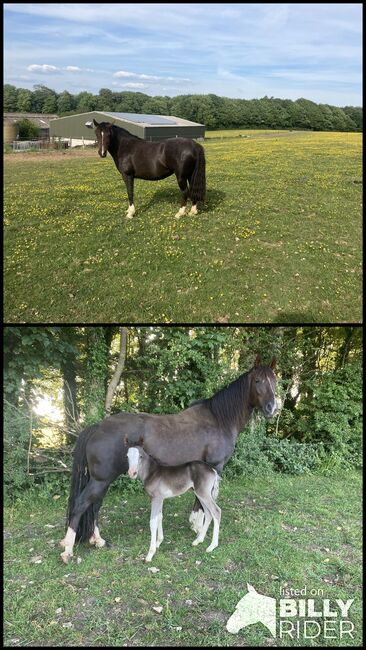 Criollo broodmare, Fiona Shaw, Konie na sprzedaż, Dorchester , Image 3