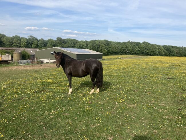 Criollo broodmare, Fiona Shaw, Konie na sprzedaż, Dorchester 