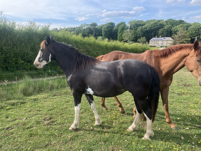 Criollo filly, Fiona Shaw, Konie na sprzedaż, Dorchester , Image 4