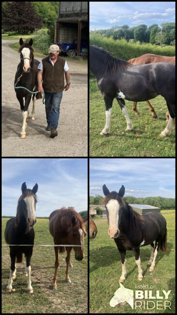 Criollo filly, Fiona Shaw, Pferd kaufen, Dorchester , Abbildung 5