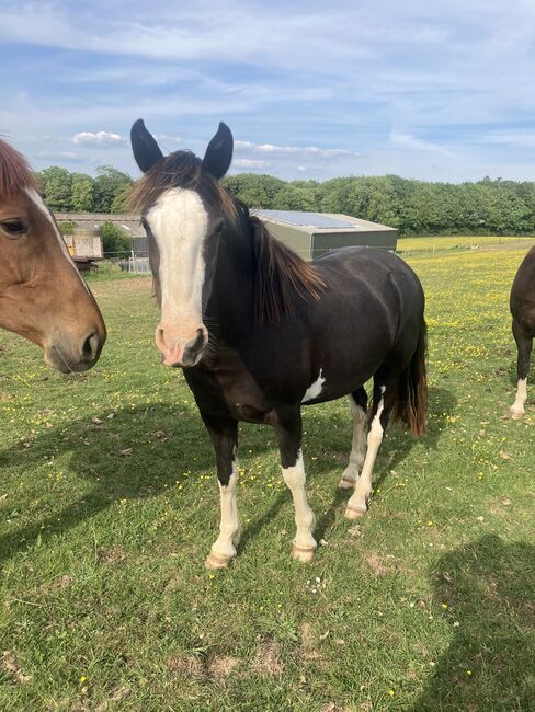 Criollo filly, Fiona Shaw, Pferd kaufen, Dorchester , Abbildung 3