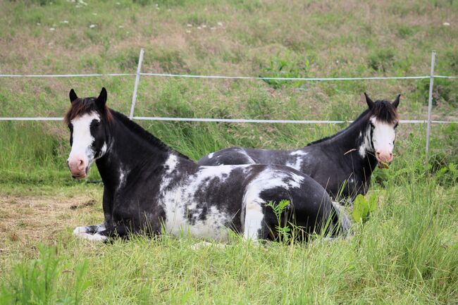 Criollo, Wallach, Schecke, Jasmin Dietrich, Horses For Sale, Koblenz , Image 3