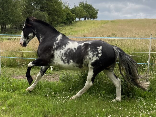 Criollo, Wallach, Schecke, Jasmin Dietrich, Horses For Sale, Koblenz , Image 5