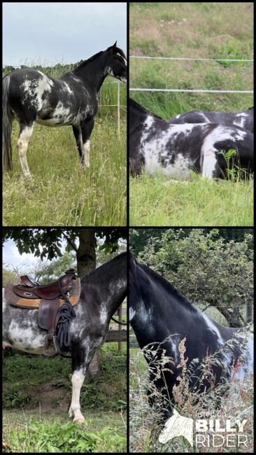 Criollo, Wallach, Schecke, Jasmin Dietrich, Horses For Sale, Koblenz , Image 11