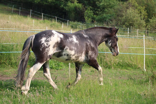 Criollo, Wallach, Schecke, Jasmin Dietrich, Horses For Sale, Koblenz , Image 8