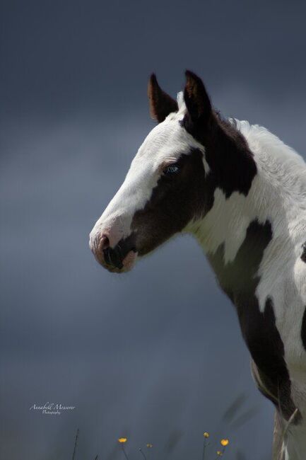 Criollo/Paint Horse Hengstfohlen mit mega Ausdruck, Kerstin Rehbehn (Pferdemarketing Ost), Horses For Sale, Nienburg, Image 3