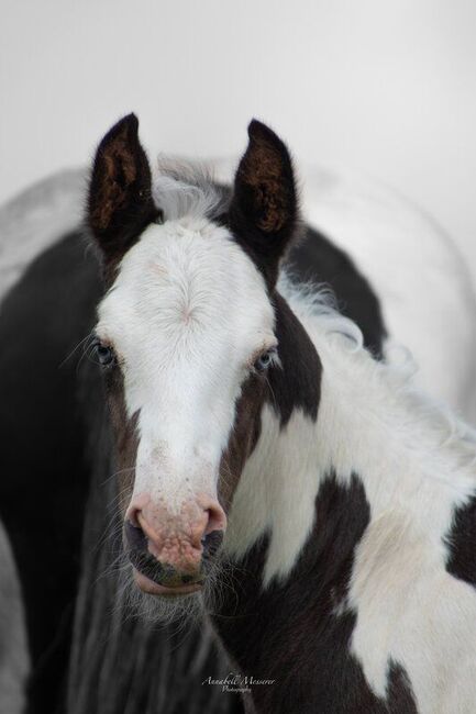 Criollo/Paint Horse Hengstfohlen mit mega Ausdruck, Kerstin Rehbehn (Pferdemarketing Ost), Horses For Sale, Nienburg, Image 9