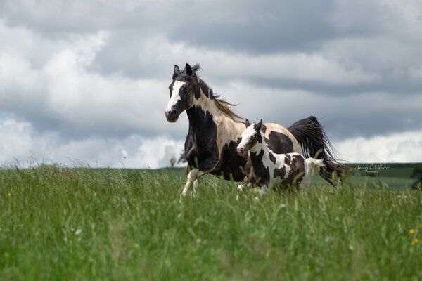 Criollo/Paint Horse Hengst mit mega Ausdruck, Kerstin Rehbehn (Pferdemarketing Ost), Pferd kaufen, Nienburg, Abbildung 2