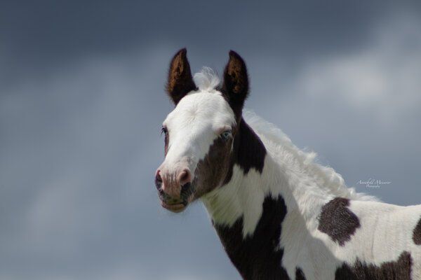 Criollo/Paint Horse Hengst mit mega Ausdruck, Kerstin Rehbehn (Pferdemarketing Ost), Pferd kaufen, Nienburg, Abbildung 3