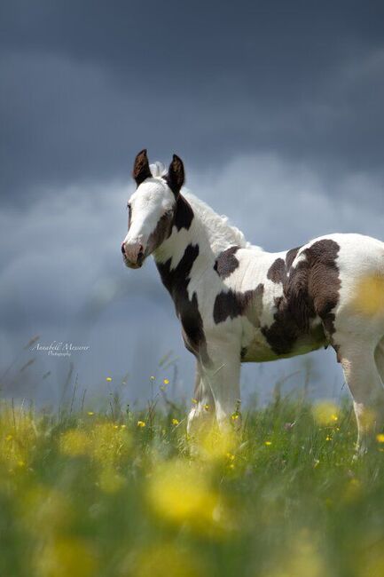 Criollo/Paint Horse Hengst mit mega Ausdruck, Kerstin Rehbehn (Pferdemarketing Ost), Pferd kaufen, Nienburg