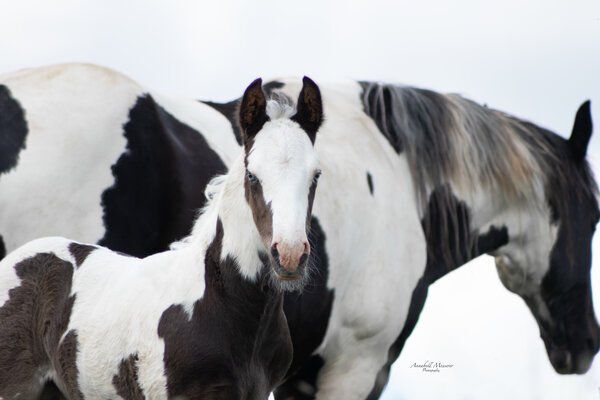 Criollo/Paint Horse Hengst mit mega Ausdruck, Kerstin Rehbehn (Pferdemarketing Ost), Pferd kaufen, Nienburg, Abbildung 6