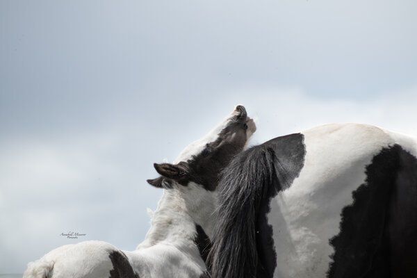 Criollo/Paint Horse Hengst mit mega Ausdruck, Kerstin Rehbehn (Pferdemarketing Ost), Pferd kaufen, Nienburg, Abbildung 9