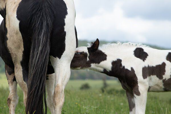 Criollo/Paint Horse Hengst mit mega Ausdruck, Kerstin Rehbehn (Pferdemarketing Ost), Pferd kaufen, Nienburg, Abbildung 10