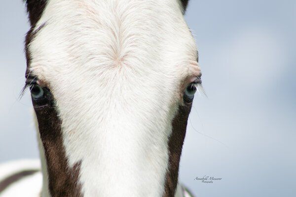 Criollo/Paint Horse Hengst mit mega Ausdruck, Kerstin Rehbehn (Pferdemarketing Ost), Horses For Sale, Nienburg, Image 8