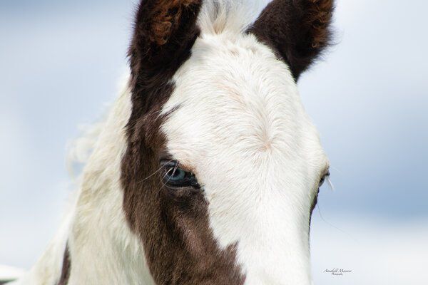 Criollo/Paint Horse Hengst mit mega Ausdruck, Kerstin Rehbehn (Pferdemarketing Ost), Horses For Sale, Nienburg, Image 5