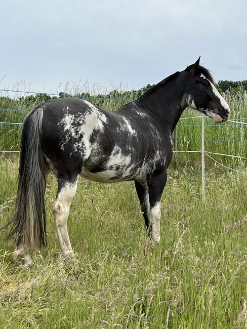 Criollo, Wallach, Schecke, Jasmin Dietrich, Horses For Sale, Koblenz 