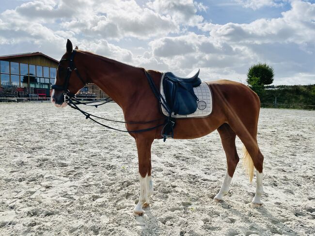 Criollomix, Zola Klein, Horses For Sale, Hamburg Sankt Pauli