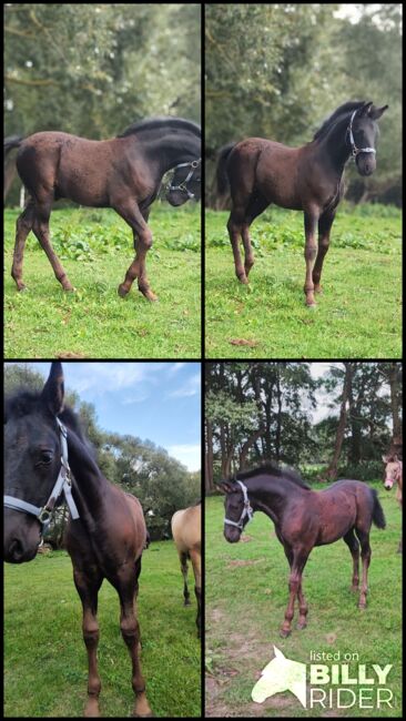 Cruzado Iberico Hengstfohlen (Warlander x Deutsches Reitpony), Madlen, Pferd kaufen, Burow, Abbildung 7