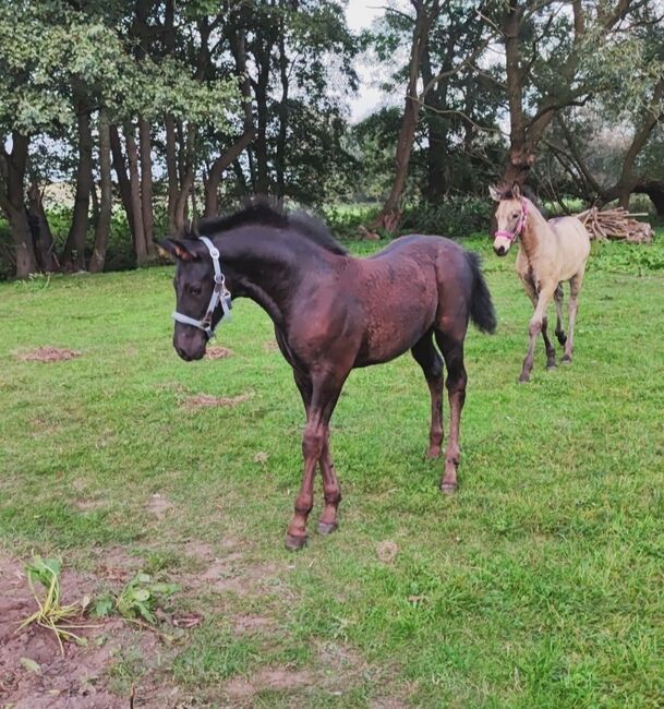 Cruzado Iberico Hengstfohlen (Warlander x Deutsches Reitpony), Madlen, Pferd kaufen, Burow, Abbildung 5