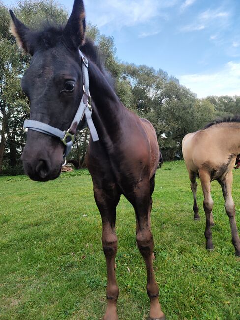 Cruzado Iberico Hengstfohlen (Warlander x Deutsches Reitpony), Madlen, Pferd kaufen, Burow, Abbildung 2