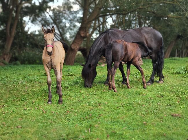 Cruzado Iberico Hengstfohlen (Warlander x Deutsches Reitpony), Madlen, Pferd kaufen, Burow, Abbildung 3