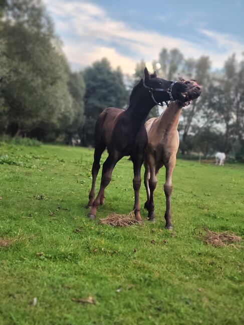 Cruzado Iberico Hengstfohlen (Warlander x Deutsches Reitpony), Madlen, Pferd kaufen, Burow, Abbildung 4