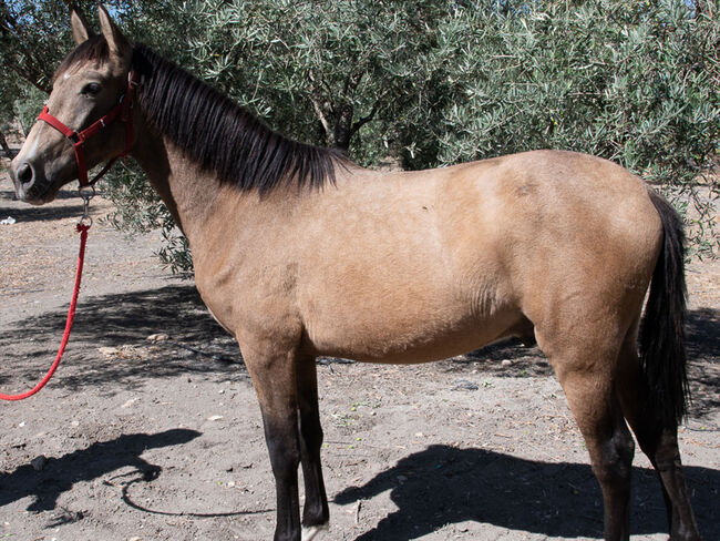 Cruzado Lusitano Falbe mit besondrer Ausstrahlung, Melanie Manzl, Horses For Sale, 6341, Image 3