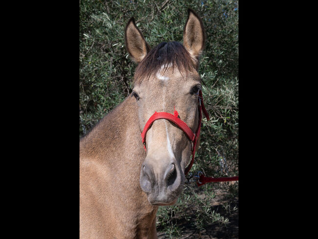 Cruzado Lusitano Falbe mit besondrer Ausstrahlung, Melanie Manzl, Horses For Sale, 6341