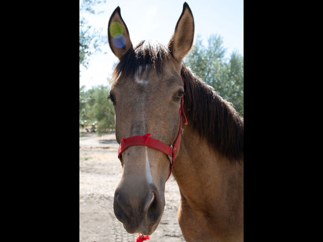 Cruzado Lusitano Falbe mit besondrer Ausstrahlung, Melanie Manzl, Horses For Sale, 6341, Image 2