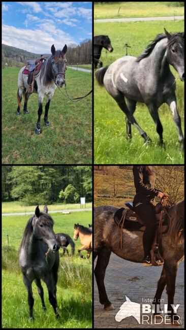 Cruzado Stute, 4 Jahre, Stockmaß aktuell 150 cm, Carina, Horses For Sale, Kleinkahl, Image 5