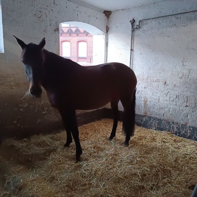 Cruzadostute 6 jhg., Franzi, Horses For Sale, Schladen