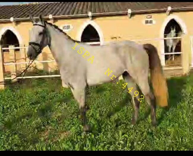 Cruzado Stute PSL/PRE / dt. Warmblut, ISPA - Iberische Sportpferde Agentur (ISPA - Iberische Sportpferde Agentur), Horses For Sale, Bedburg, Image 2