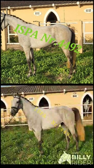Cruzado Stute PSL/PRE / dt. Warmblut, ISPA - Iberische Sportpferde Agentur (ISPA - Iberische Sportpferde Agentur), Horses For Sale, Bedburg, Image 3