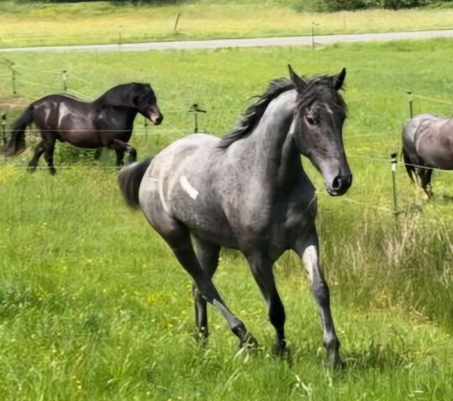 Cruzado Stute, 4 Jahre, Stockmaß aktuell 150 cm, Carina, Horses For Sale, Kleinkahl, Image 3