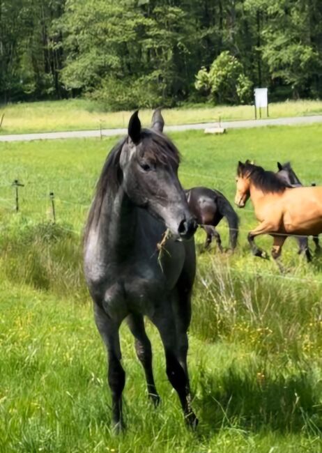 Cruzado Stute, 4 Jahre, Stockmaß aktuell 150 cm, Carina, Horses For Sale, Kleinkahl, Image 4