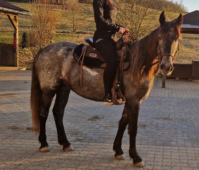 Cruzado Stute, 4 Jahre, Stockmaß aktuell 150 cm, Carina, Horses For Sale, Kleinkahl, Image 2
