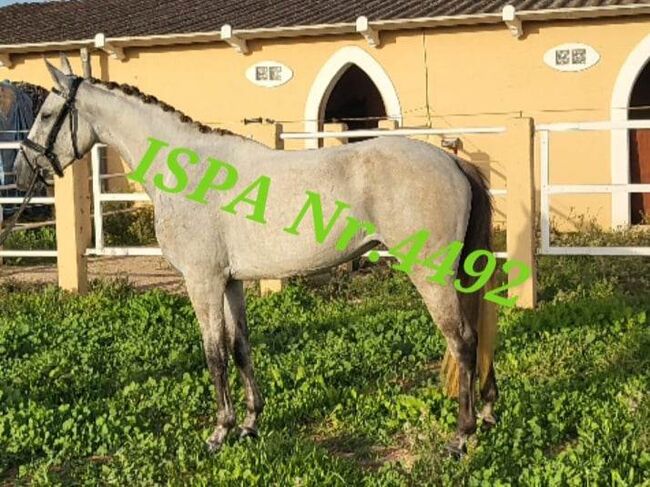 Cruzado Stute PSL/PRE / dt. Warmblut, ISPA - Iberische Sportpferde Agentur (ISPA - Iberische Sportpferde Agentur), Horses For Sale, Bedburg