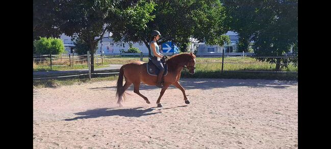 Cruzado Stute als Beisteller abzugeben, Melanie Kullmann, Horses For Sale, Mannheim, Image 2