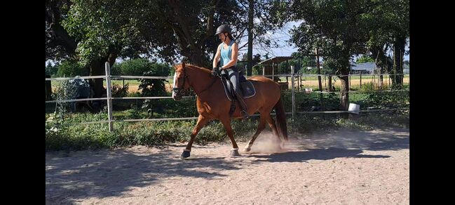 Cruzado Stute als Beisteller abzugeben, Melanie Kullmann, Horses For Sale, Mannheim, Image 3