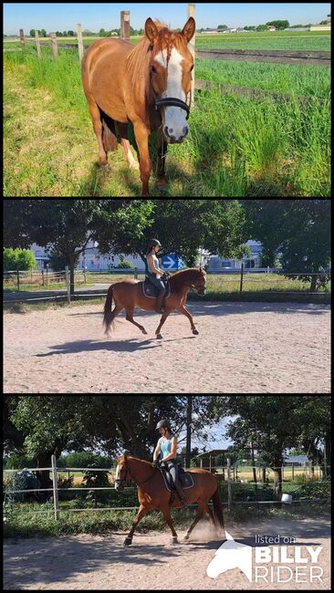 Cruzado Stute als Beisteller abzugeben, Melanie Kullmann, Horses For Sale, Mannheim, Image 4