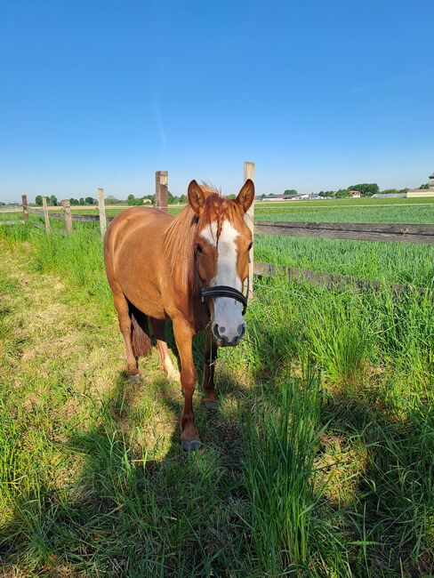 Cruzado Stute als Beisteller abzugeben, Melanie Kullmann, Horses For Sale, Mannheim