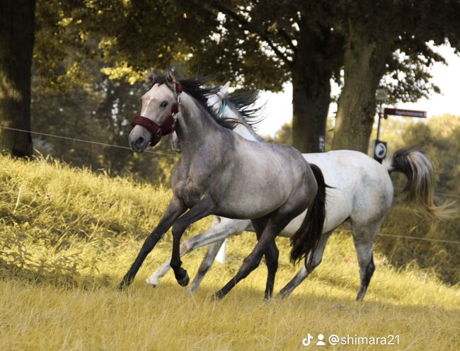 Cruzado Jährling, Shirin Sahin, Horses For Sale, Altenstadt 